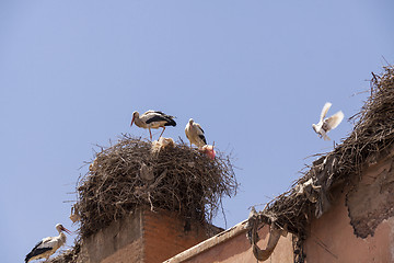 Image showing Storks nesting on a rooftop in Marrakesch