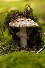 Image showing Wild amanita mushroom in a forest