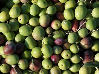 Image showing Green Olives