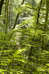 Image showing Sun shining through the green leaves on a tree