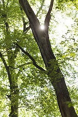 Image showing Sun shining through the green leaves on a tree