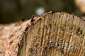 Image showing cutted firewood with blured background