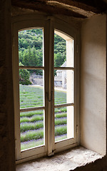 Image showing Lavander field