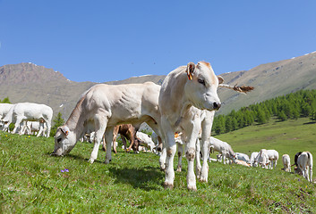 Image showing Free calf on Italian Alps