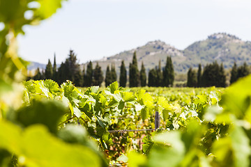 Image showing Provence vineyard