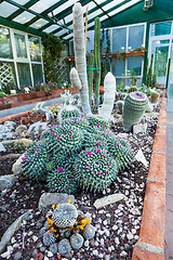 Image showing Cactus greenhouse