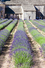 Image showing Lavander field