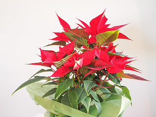 Image showing Poinsettia Christmas star