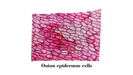 Image showing Onion epidermus micrograph