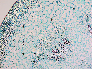 Image showing Mulberry micrograph