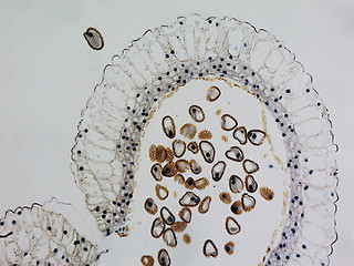 Image showing Lily anther micrograph