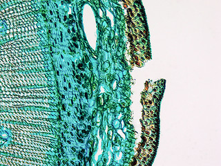 Image showing Pine Wood micrograph