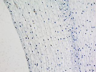 Image showing Corn root tip micrograph