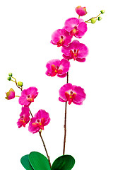 Image showing Artificial Orchid flower on white background.