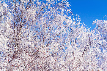 Image showing Winter landscape: trees in the frost.