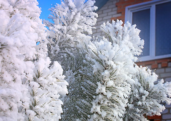 Image showing Winter landscape: trees in the frost.