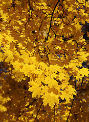 Image showing Branch of yellow autumn maple