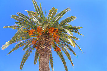 Image showing Palm tree with orange fruits on blue sky   