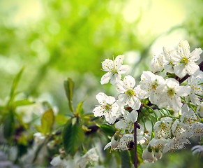 Image showing Green spring background with beautiful flowering tree