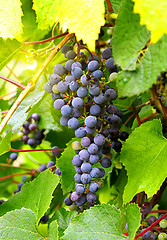 Image showing Branch of grape cluster