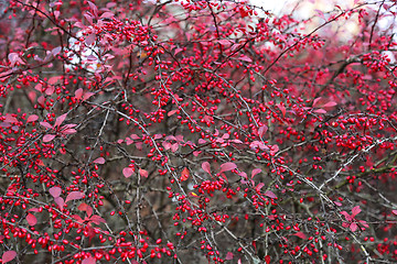 Image showing Ripe berries of barberry 