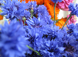 Image showing Bright blue cornflowers flowers