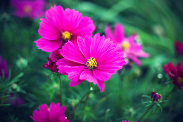 Image showing Nature background with pink Cosmos flowers