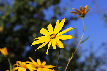 Image showing Jerusalem artichoke flowers