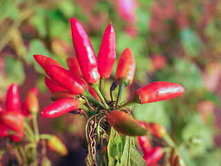 Image showing Chili Pepper