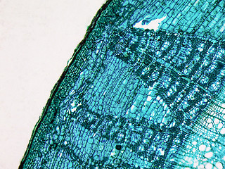 Image showing Tilia stem micrograph