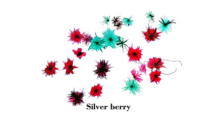 Image showing Silver berry micrograph