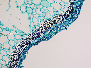 Image showing Cucurbita stem micrograph