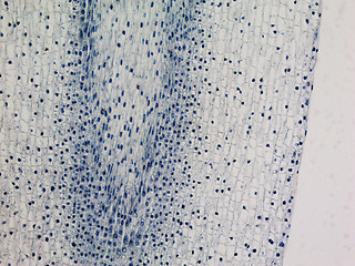 Image showing Corn root tip micrograph