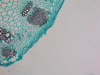 Image showing Heliansthus stem micrograph