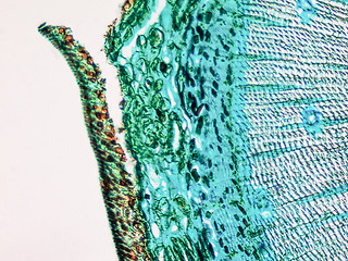 Image showing Pine Wood micrograph