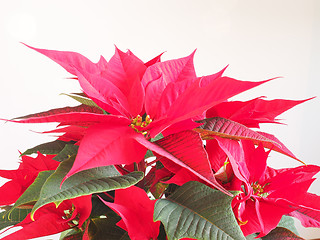 Image showing Poinsettia Christmas star