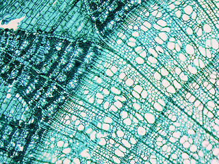 Image showing Tilia stem micrograph