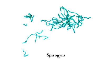 Image showing Spirogyra micrograph
