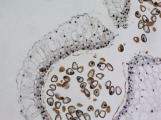 Image showing Lily anther micrograph