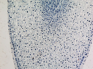 Image showing Corn root tip micrograph