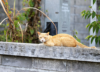 Image showing Beautiful red cat