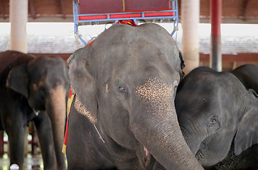 Image showing Portrait of elephants