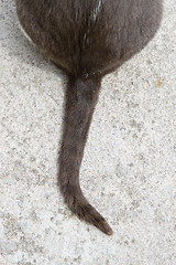 Image showing Cat tail