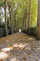 Image showing Tree tunnel