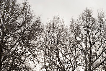 Image showing Winter trees background 