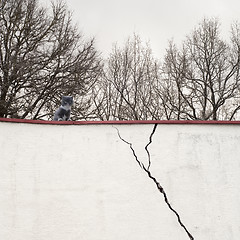 Image showing Cat sitting on the wall