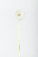 Image showing Single white flower