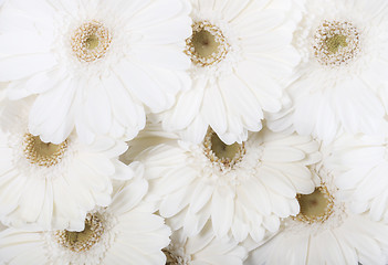 Image showing Close up of white flowers