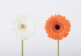 Image showing Beautiful Gerber daisies in studio