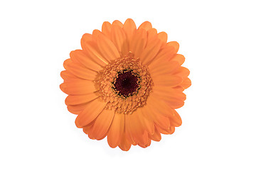 Image showing Beautiful orange daisy on white